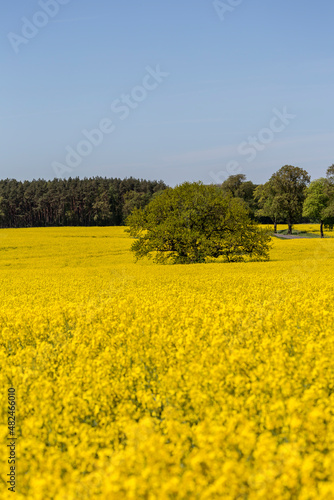 Fototapeta Naklejka Na Ścianę i Meble -  Yellow Flowering Rape Fields In Germany