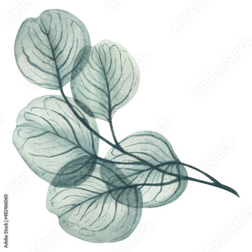 Watercolor floral illustration, dusty red and blue flowers with transparent petals, rose, tulips, eustoma, poppy, berries and leaves. Hand drawn watercolor illustration on a white background.