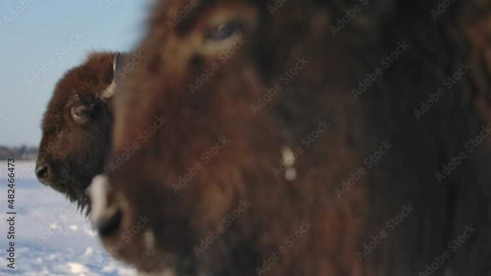 Bison surviving the harsh winter in super slow motion. Bison surviving the harsh winter in super slow motion.