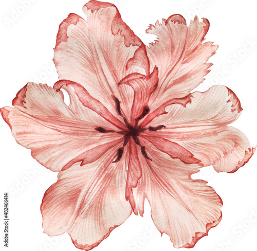 Watercolor floral illustration, dusty red and blue flowers with transparent petals, rose, tulips, eustoma, poppy, berries and leaves. Hand drawn watercolor illustration on a white background.