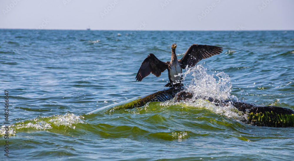 Fototapeta premium great cormorant sitting on a rock in the sea