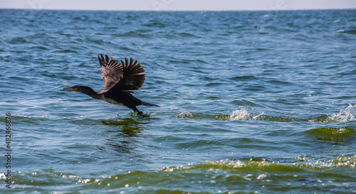 A great cormorant taking off from a lake's surface
