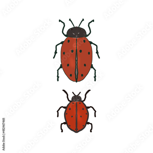 Cute red ladybird insect in a flat style. 