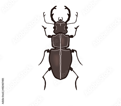 The stag beetle. Lucanus horned beetle. 