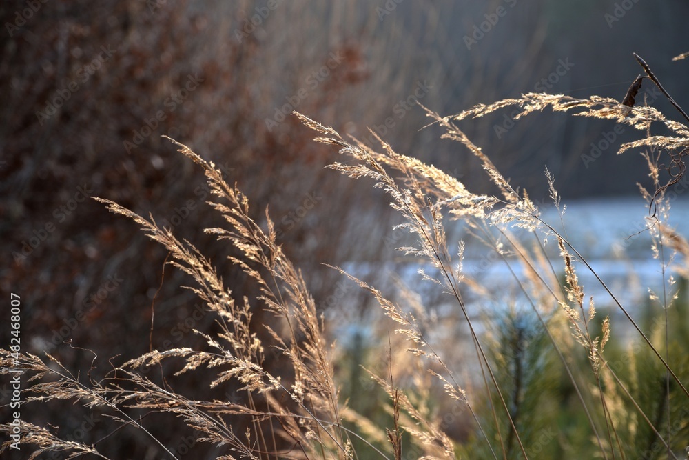 Fototapeta premium Winter landscape view on frozen lake with grass and green and brown bokeh trees, nature winter background, natural landscape brown and shiny.