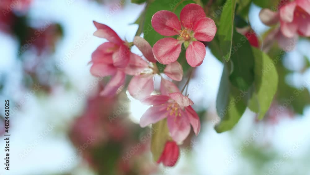Beautiful sakura blossoming against bright golden sun. Tranquil floral scene. Beautiful sakura blossoming against bright golden sun. Tranquil floral scene.