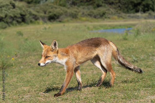 Fototapeta Naklejka Na Ścianę i Meble -  Young Red Fox, the largest of the true foxes, walking in a dune area near Amsterdam