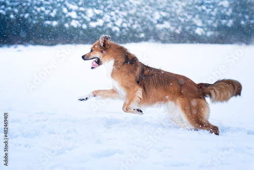 Pies bawi się na śniegu 