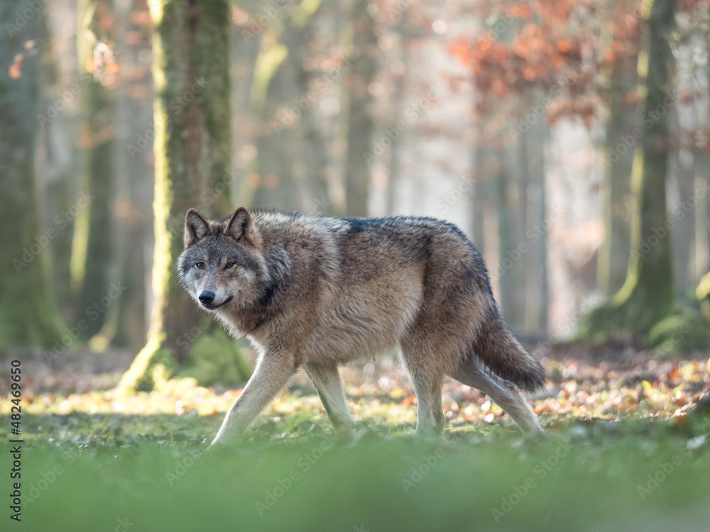 Loup gris dans une forêt