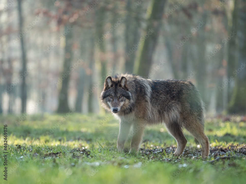 Fototapeta premium Loup gris dans une forêt