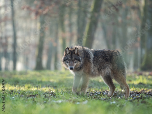Loup gris dans une forêt
