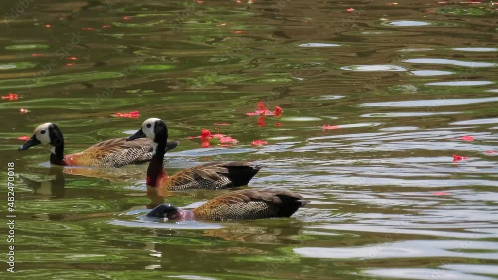 White-faced whistling duck (Dendrocygna viduata) swimming in a green lake. Funny animals. White-faced whistling duck (Dendrocygna viduata) swimming in a green lake. Funny animals.