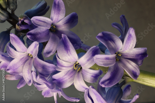 The hyacinth is a hardy bulbous plant that flowers in spring.