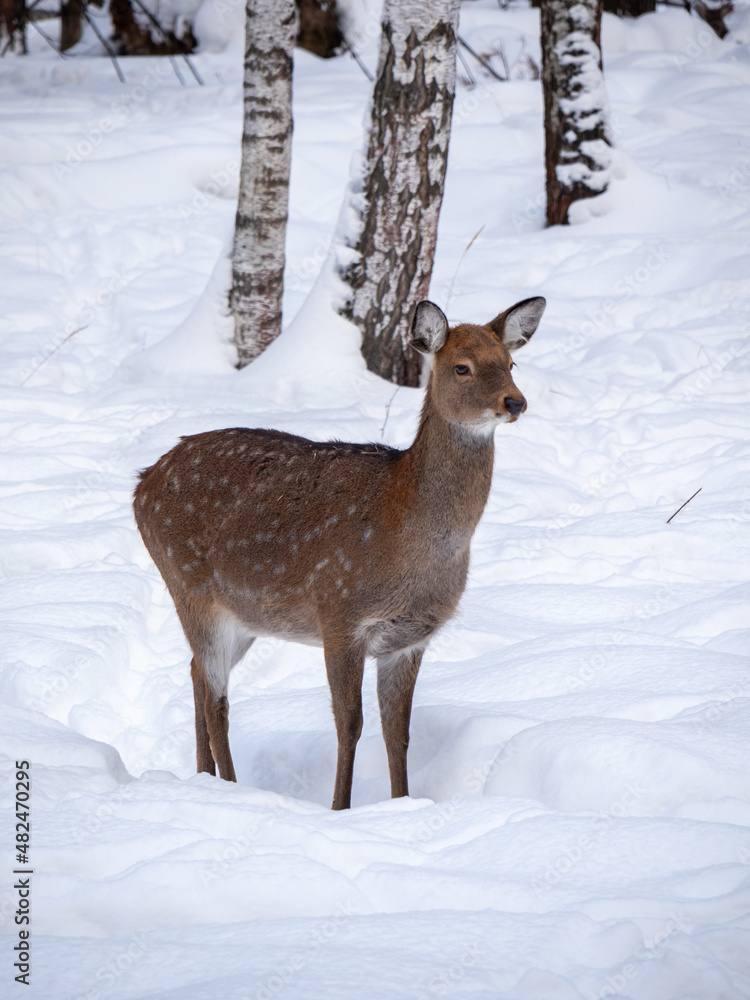 One spotted deer in the Moscow Nature Reserve in winter