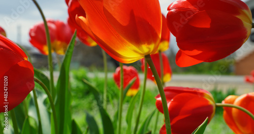 Blooming tulip flowers growing in urban background aerial view. Nature concept.