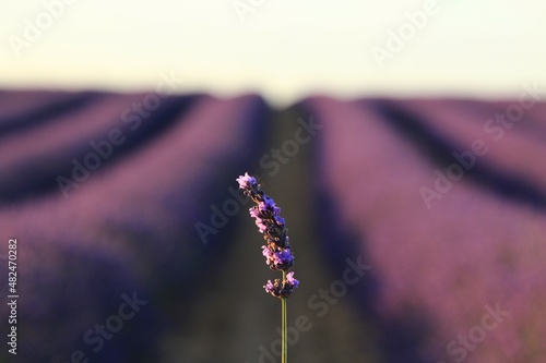 Lavender flowers in the field