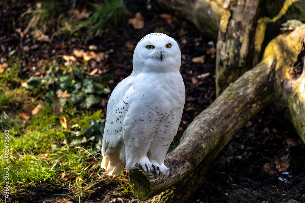 The Snowy Owl, Bubo scandiacus is a large, white owl of the owl family