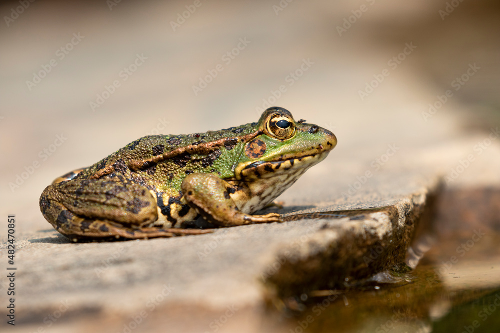 Iberian water frog sitting on a rock Iberian water frog sitting on a rock