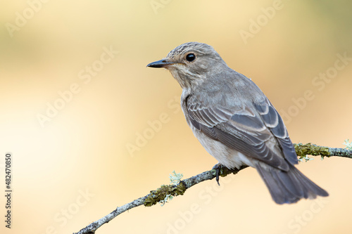 Spotted flycatcher (muscicapa striata), perched on a thin branch