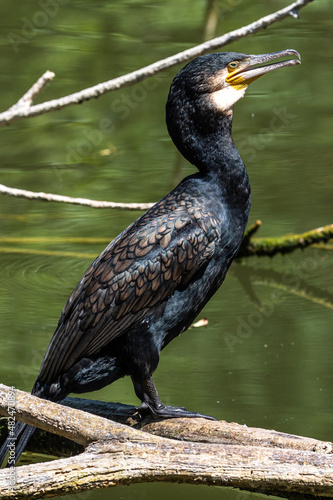 The great cormorant, Phalacrocorax carbo sitting on a branch