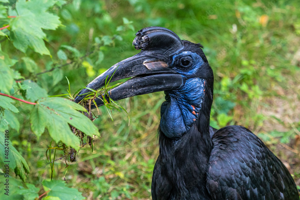 Naklejka premium Abyssinian northern Ground Hornbill, Bucorvus abyssinicus strange bird