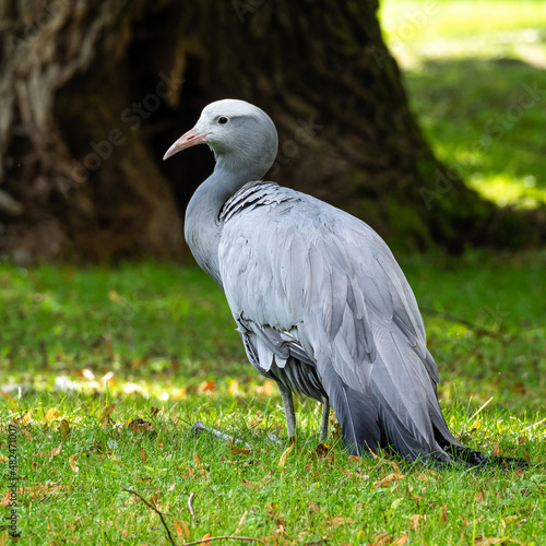 The Blue Crane, Grus paradisea, is an endangered bird photo