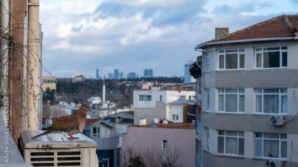 bird standing on windowsill, front view bird standing on windowsill, front view