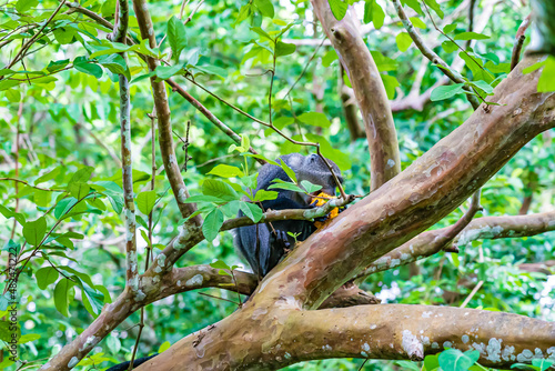 Monkey sitting on a branch eating a mango in forest. Zanzibar, Tanzania