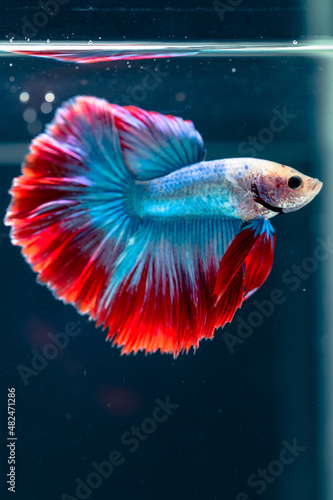beautiful little betta fish
taken close up (macro) on a blue background
