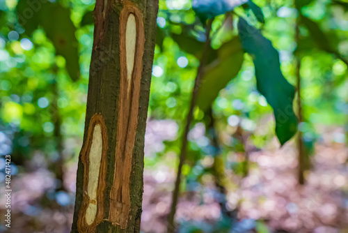 Cinnamon tree trunk with bark cut in the tropical forest, Zanzibar, Tanzania