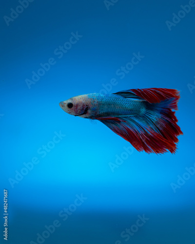 beautiful little betta fish taken close up (macro) on a blue background