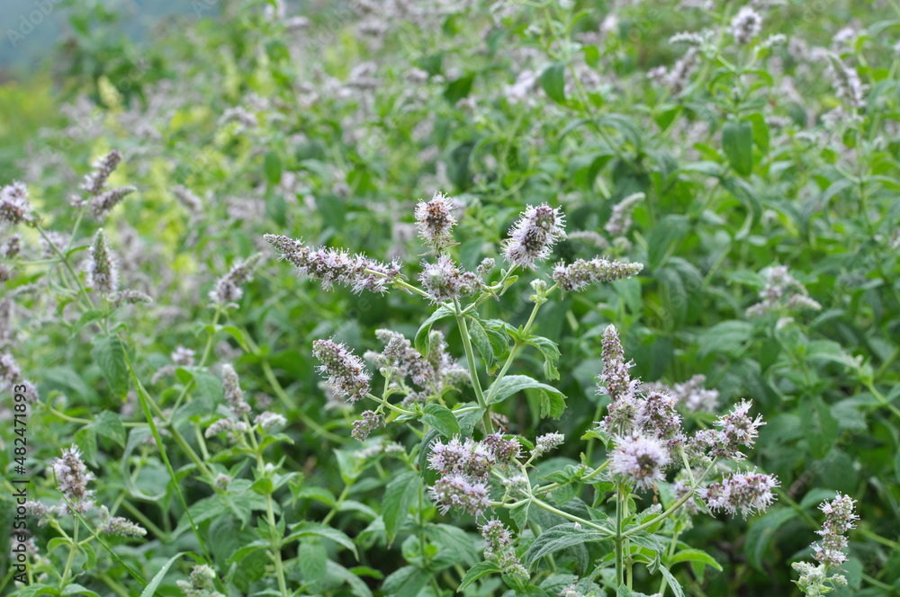 Mint long-leaved (Mentha longifolia) grows in nature Mint long-leaved (Mentha longifolia) grows in nature