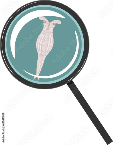 Bdelloid rotifer under magnifying glass isolated on white background photo