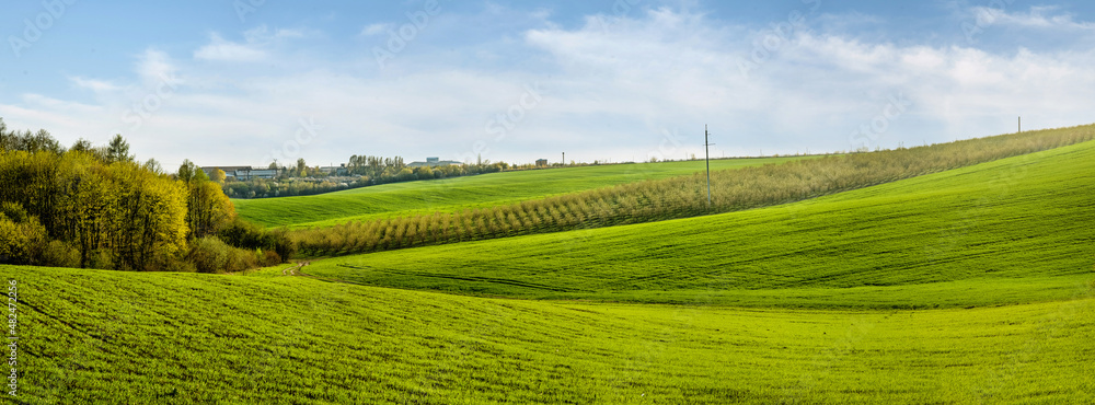 panoramic view of wavy fields with lines of winter crops and fruit garden in spring