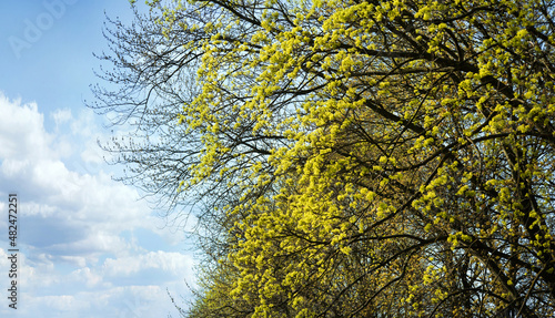 View up on young maple leaves in early spring and sky