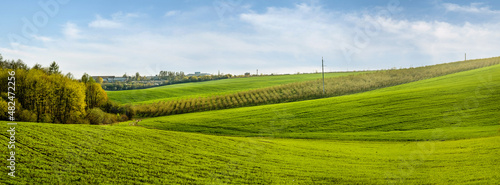 panoramic view of wavy fields with lines of winter crops and fruit garden in ...