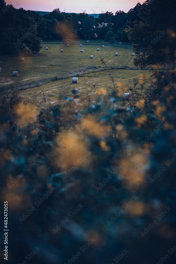 Heuballen auf einem Feld mit Blumen im Vordergrund am Abend Heuballen auf einem Feld mit Blumen im Vordergrund am Abend