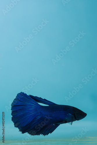 beautiful little betta fish
taken close up (macro) on a blue background