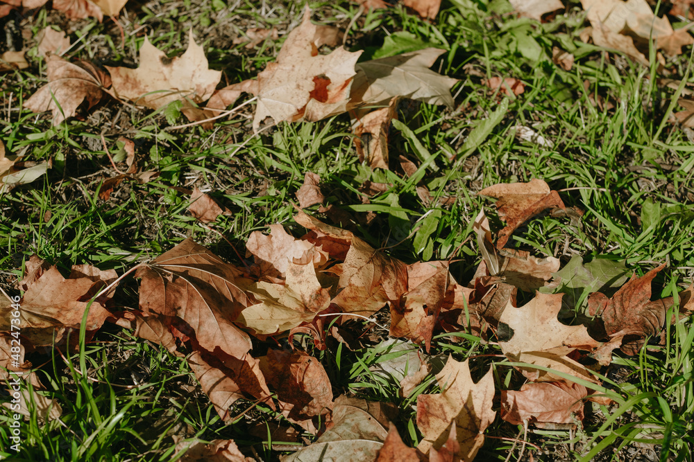 dry brown maple leaves lie on the green grass. autumn. close-up dry brown maple leaves lie on the green grass. autumn. close-up