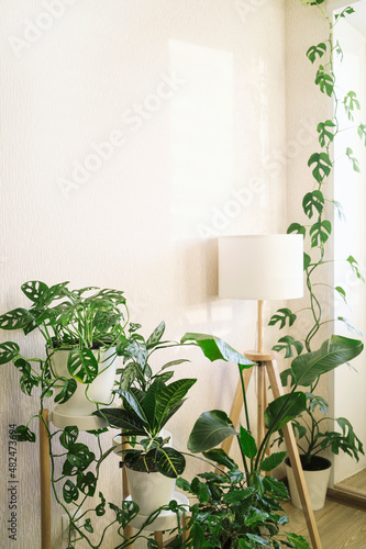 stylish space with plants: aglaonema, zamioculcas, sansevieria, Monstera Obliqua, Rhaphidophora