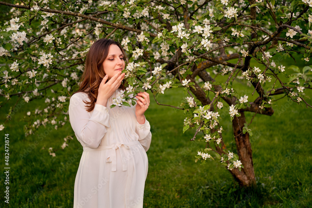 Pregnant woman with apple tree flowers in spring nature. Happiness of pregnancy in blooming nature at sunset Pregnant woman with apple tree flowers in spring nature. Happiness of pregnancy in blooming nature at sunset