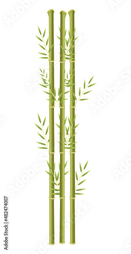 bamboo chinese plant