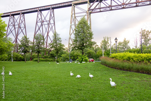 Snow geese roaming in a Cap-rouge area park with a 1908 railway trestle bridge in the background, Quebec City, Quebec, Canada photo