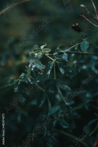 Wassertropfen auf Blatt