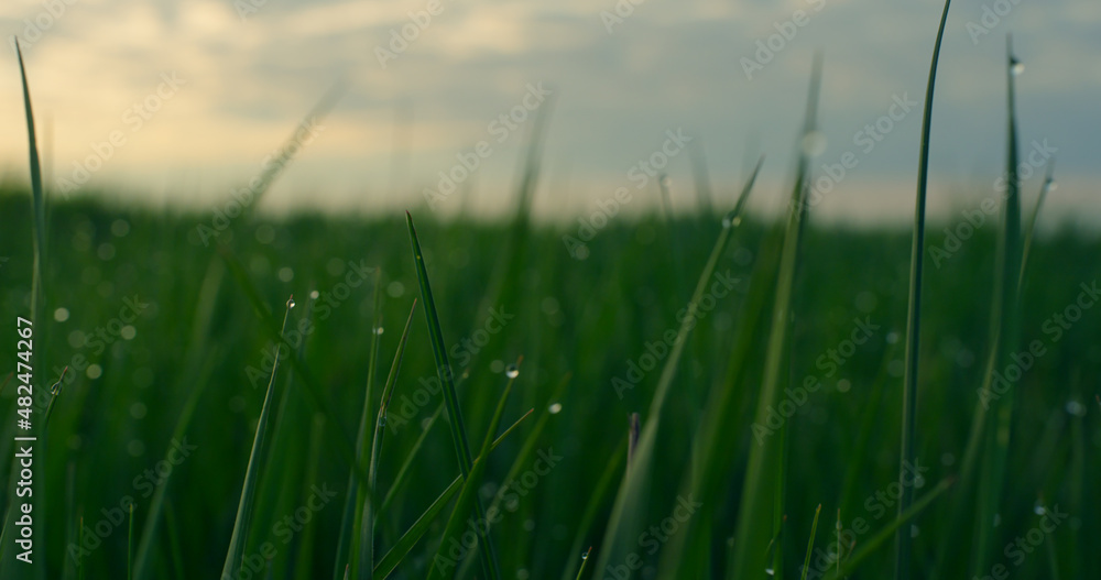 Water grass green sunrise growing in fresh lawn field. Calm meadow in nature.