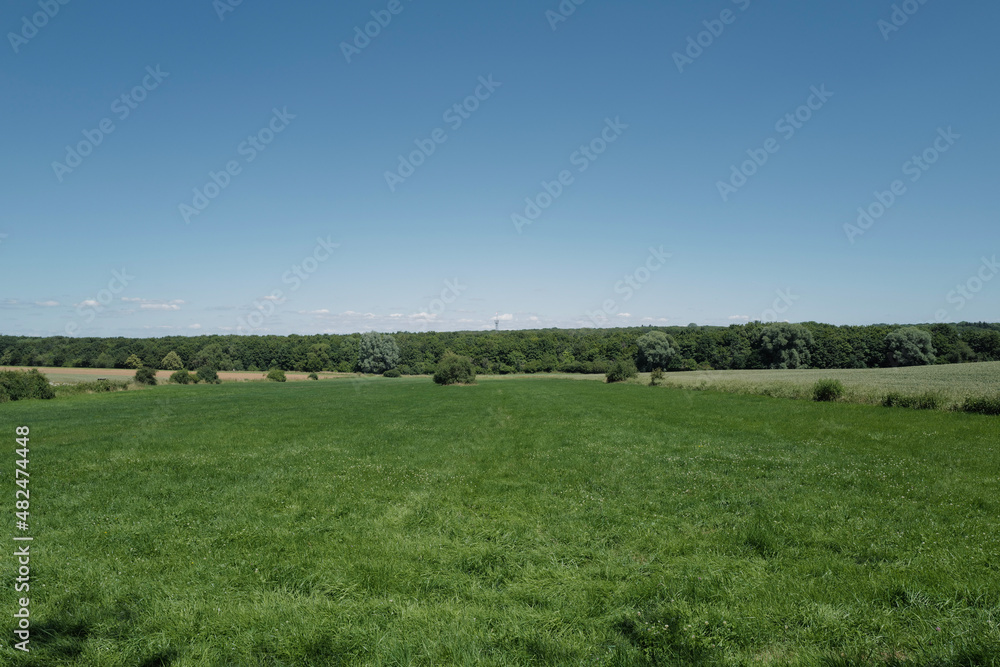 Fototapeta premium cows in a field