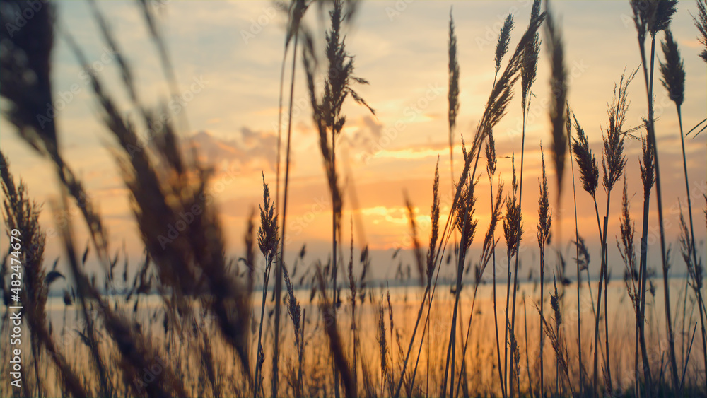 Reeds sway on sunset sea background. Beach grass blow in fall nature landscape. Reeds sway on sunset sea background. Beach grass blow in fall nature landscape.