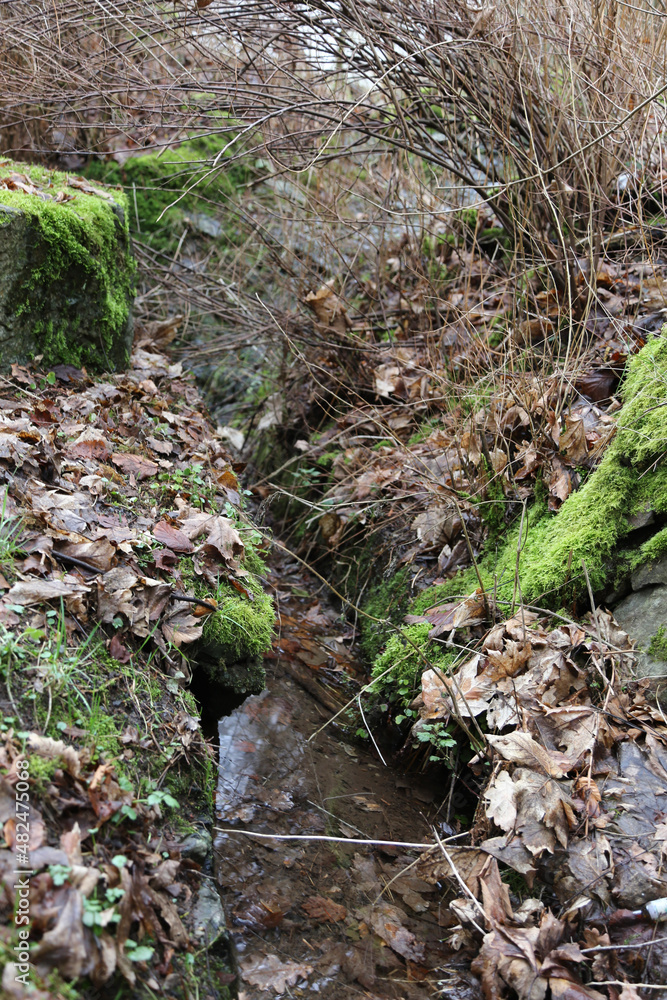 Fototapeta premium stream in the woods