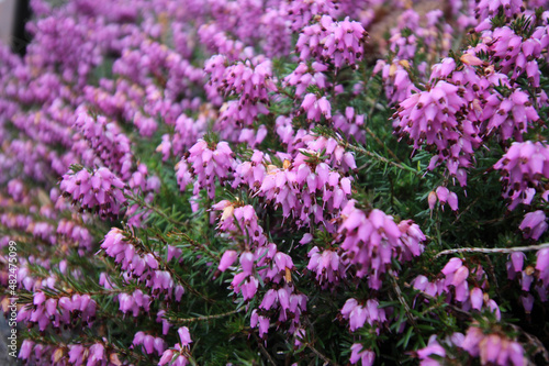 field of lavender © Felix