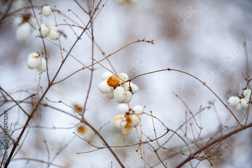 Snow covered tree branches with blurred background